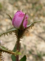 R. x centifolia muscosa